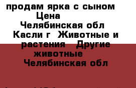 продам ярка с сыном. › Цена ­ 6 500 - Челябинская обл., Касли г. Животные и растения » Другие животные   . Челябинская обл.